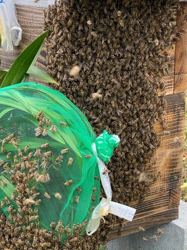 日本ミツバチ誘引用　キンリョウヘン(つぼみ)か ミスマフィット (開花)　巣箱セットで