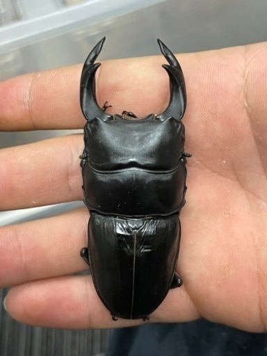 オオクワガタ 筑紫KS系統 ペア