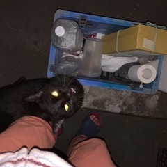 黒猫　すごくベタベタ甘えん坊さん　超かわいい😍里親さん急募 - 倉敷市