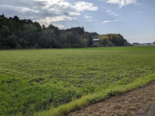 茨城県　茨城町農地　1200坪 水田