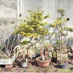 写真アップデート【無料】盆栽・植木貰ってください