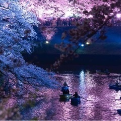 夜桜好きな人いませんか？😊🌸