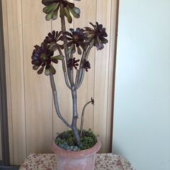 観葉植物　アオエニウム(黒法師) 高さ82cm