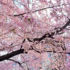 本日です❗4/1（土）上野公園花見🌸🌸🌸🌸🌸🌸