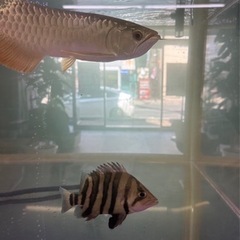 アロワナ　ダトニオプラスワン 他4匹　アクリル水槽セット　1200cm アロワナ ダトニオプラスワン 他4匹 アクリル水槽セット 1200cm