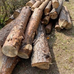 松の木　伐採　今週には処分予定