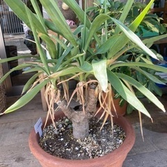 ユッカ　青年の木　観葉植物　