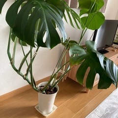 モンステラ　観葉植物