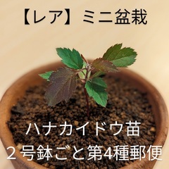【ネット決済・配送可】ハナカイドウ苗木【レアミニ盆栽】花海棠
