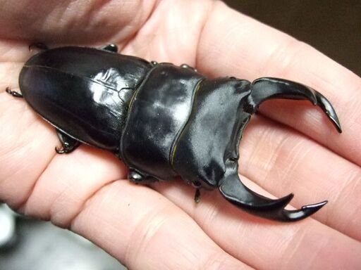 佐賀県産オオクワガタ ♂78.3ミリ ♀51ミリ ペア