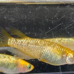 レクリス【メダカ】若魚（約1.5〜2cm）