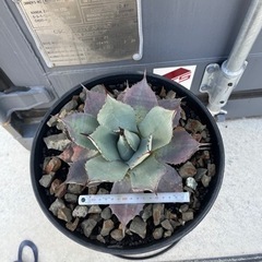 アガベ 吉祥天 パリー 熊本