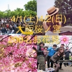 お昼にお花見🌞 🌸 4/1(土)＆4/2(日)【合計400名】桜...