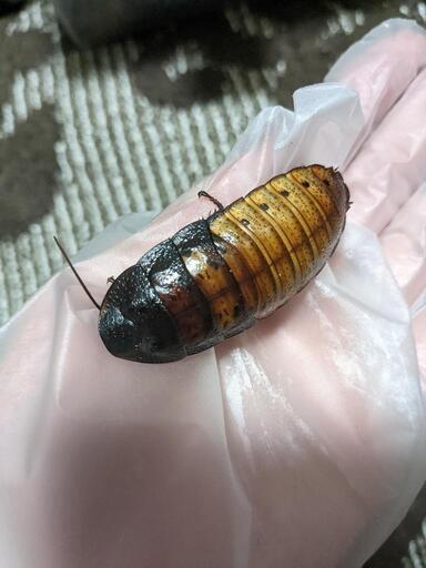 マダガスカルゴキブリ 餌用 100頭