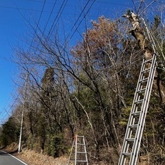 便利屋くるくるが庭木の伐採や枝打ちを行います − 岐阜県