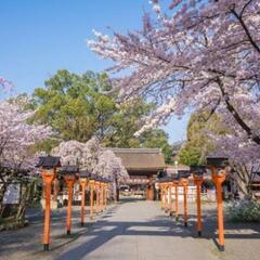 4月1日　🌸平野神社の桜🌸