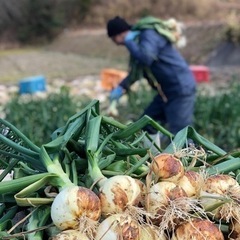 【急募】新玉ねぎの収穫、選果作業