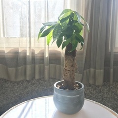 観葉植物/パキラ　手渡し　鉢付き