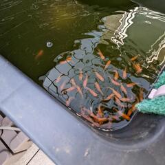 【春到来】メダカ・水生植物【始めてみませんか】