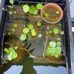 水草　　ウォーターコイン　アナカリス