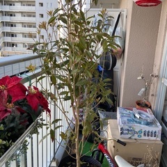 植物、庭木