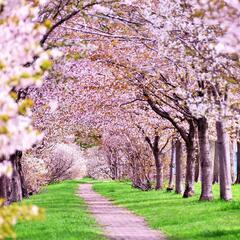4月2日(日)桜ノ宮（大阪）の桜満開スポットでお花見🌸