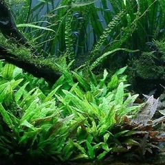 BIO水草の森　クリプトコリネ　ウェンティーグリーン　自家繁殖