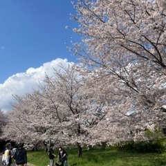 4月1日土曜日🌸お花見🌸散歩🌸野川公園🌸武蔵野の森公園🌸