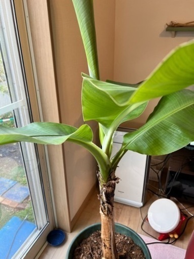 アップルバナナ 特大鉢植え2年木