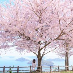 明日八幡山で花見します！
