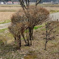 【満開圧巻🌸早い者勝ち！特大サイズ！！】サツキかツツジ