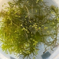 水草　アナカリス