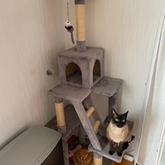 猫タワー　　引き渡し者決まりました