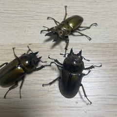 ババオウゴンオニクワガタ♂♀♀