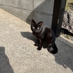 人懐っこい黒猫ちゃん − 滋賀県