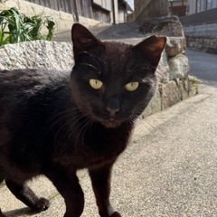 人懐っこい黒猫ちゃん - 野洲市