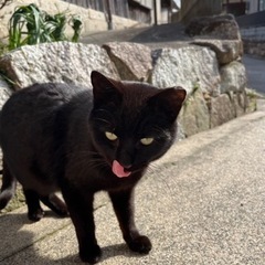 人懐っこい黒猫ちゃん - 猫