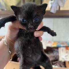 美猫　黒猫　女の子