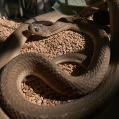 タマゴヘビ