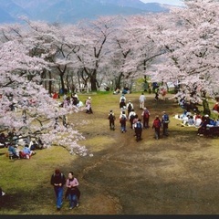 4/2(日)弘法山お花見ハイキング🌸