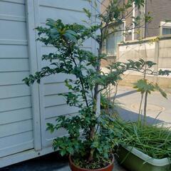 榊　サカキ　ホンサカキ　園芸　植木鉢　神棚　ガーデニング　植木