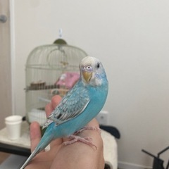 セキセイインコ　そら色