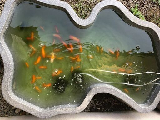 プラ池大型　金魚付