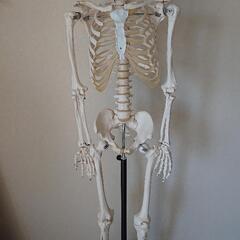 骨模型 骨標本 実寸大 等身大