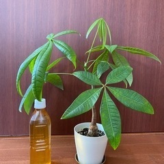 【観葉植物】パキラ44cm