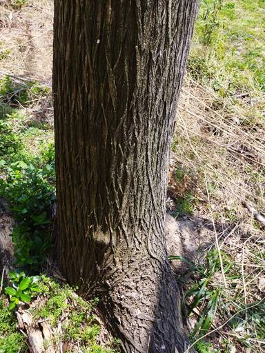 桐の木C 桐の木C