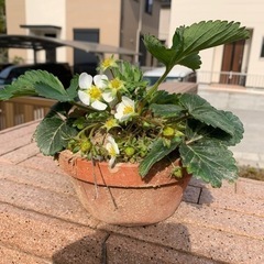 苺の苗  植木鉢