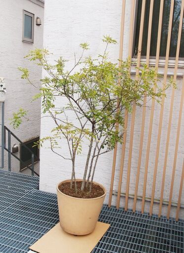 観葉植物　鉢植え　シマトネリコ