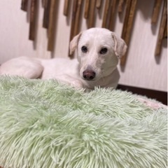 ニコるんちゃん中型犬