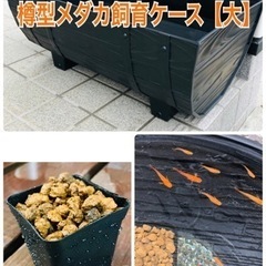 メダカ飼育ケース【大】大磯石と赤玉土セット